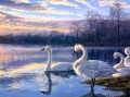 swan lake sunset landscape birds